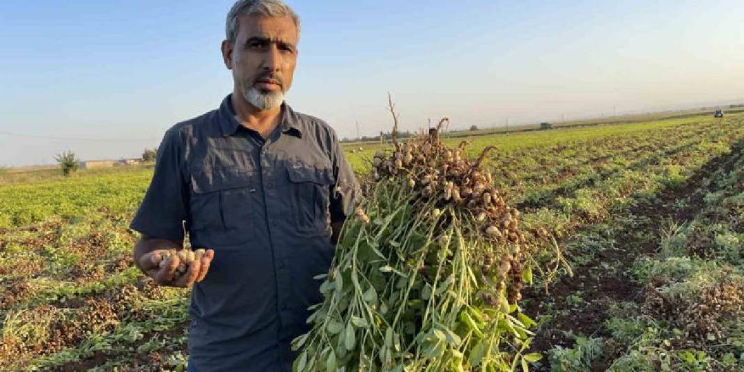 Şanlıurfa’da maliyet arttı, fiyat düştü! Üretici pamuğu bıraktı, yerine yer fıstığı ekimi başladı 2